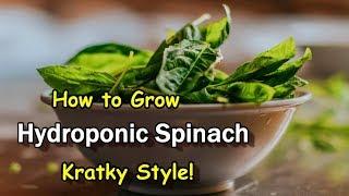 Easy to Grow Spinach Hydroponically Using the Kratky Method