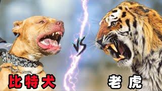 老虎vs比特犬，当猫科二弟遇到犬科三哥，谁会笑到最后呢？