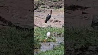 Yellow-Billed Stork foraging in Kruger Park. #yellowbilledstork #birds #nature #safari #krugerpark