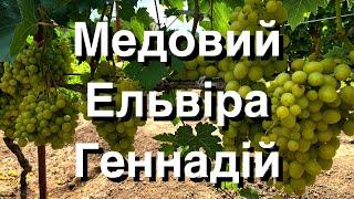 Медовий, Ельвіра, Геннадій