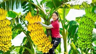 2 Weeks Harvesting Banana Garden Goes to market sell - Cooking with Banana | Harvest DailyLife