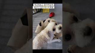 에코백을 애견가방으로 착각한 말티푸 | ㅎㅎㅎㅎㅎ