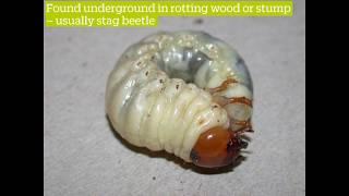 How To Identify Stag Beetle Larvae