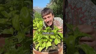 Deviens AUTONOME en BASILIC 