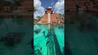 SLIDE THROUGH SHARKS #atlantis #shorts