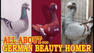 German Beauty Homer Pigeon Information  Standard, Characteristics, Color, Uses, Appearance | Part 2