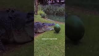 The Animal With The Strongest Bite-force! 