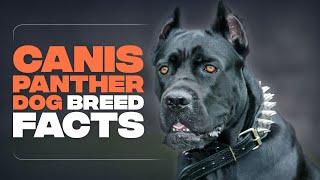 Canis Panther DOG : Everything YOU Need to Know