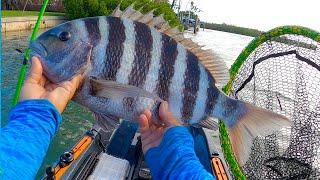 This Is Why You Use This Free Bait (Saltwater Fishing From A Kayak In Florida)