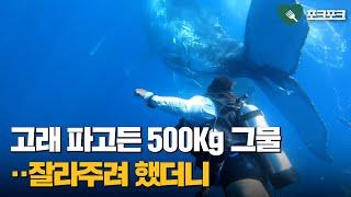 혹등고래 파고든 500Kg 그물···잘라주려 했더니