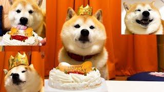 [9th birthday celebration] Shibe enjoys a birthday party surrounded by delicious treats.