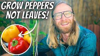 10 PEPPER MISTAKES Will DESTROY Your Harvest ️