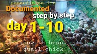 DAY 1-10 how to brood quail chick / BROODING COMPILATION JOURNEY. paano mag brood ng sisiw ng pugo