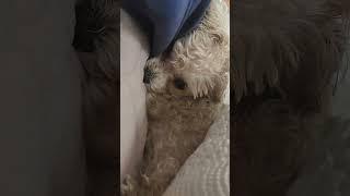 잠자는 숲속의 멍멍