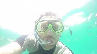 Galapagos unter Wasser