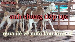 anh trung ở phú thịnh tiếp tục mua dê về nuôi làm kinh tế @hiepde