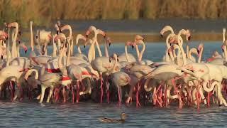 Beautiful Flamingo / These flamingos Have Sweet Dance Moves