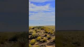 Raven flight #nature #sonorandesert #arizona