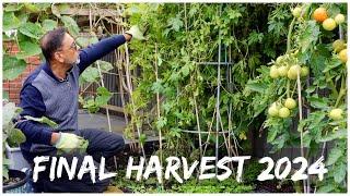 Harvesting Sweet Potatoes | October Garden Harvest