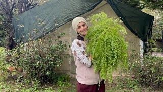 رسیدگی به گیاه فوژر(سرخس)- taking care of my fern