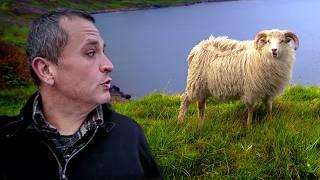 Why Sheep Have Taken Over Iceland