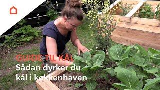 Dyrk din egen kål: Guide til at dyrke kål i køkkenhaven - sådan gør du