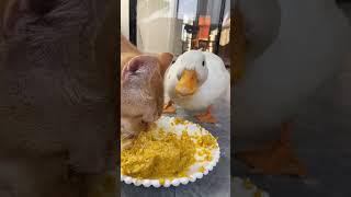 A Claws - Out Clash: Cat Meets Duck #cat #catsoftiktok #catlover #funny #funnyvideos #foryou #cats