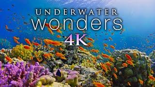 * NEU * 11 STUNDEN 4K Unterwasserwunder + Entspannende Musik - Korallenriffe & buntes Meeresleben