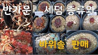 반가운 세덤 종류와 바위솔