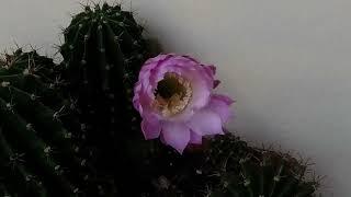Fiore 17 06 2020
