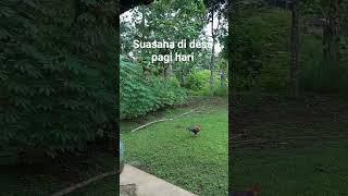 suasana di desa pagi hari #suasanapedesaan #suasanakampung #pagihari
