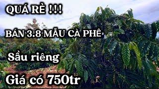 nợ ngân hàng cần bán gấp 3,8 héc cà phê sầu riêng có điện 3fa ô tô vào tận nơi giá có 750tr (đã bán)