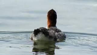 Common Merganser female Mergus merganser 普通秋沙鸭  4 22 18  Willingdon Beach