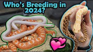 Snake Breeding Plans 2024!