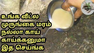 Drumstick Tree Care In Tamil |முருங்கை மரம் வளர்ப்பது எப்படி |Last Seed