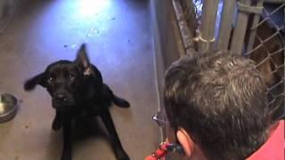 Robert coaxing Shea out of her kennel - Labradors and Friends Dog Rescue