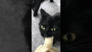 Are you hungry? #cute #audio #music #cats #cat #kitten #tiktok #fyp #shorts