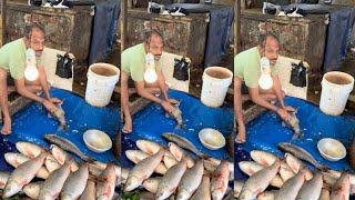 Fish Cutting 