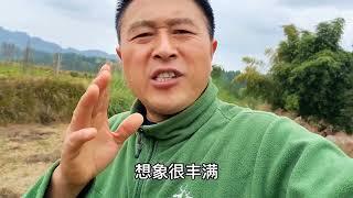 养蜂就是套路害人不浅，尤其年轻人入行需三思，不然有你后悔的！