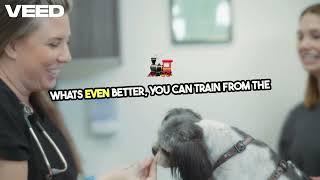 Brain Training for Dogs Review