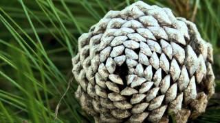 Fibonacci Sequence in Nature