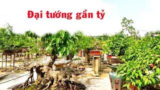 Lâu lắm rồi mới gặp được cây quý này, sanh lá móng cốt đặc quá đẹp, sanh nam điền, mộc