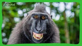 EL MACACO CRESTADO: EL primate más estiloso y divertido