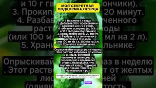 МОЯ СЕКРЕТНАЯ ПОДКОРМКА ОГУРЦА: урожай тоннами и никаких желтых листьев и белокрылки.