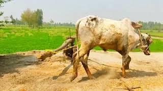 Old technology|Gear toka machine with Oxen bull powered|amazing Technique