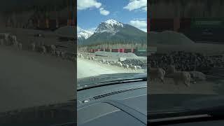 Bighorn Sheep (and a huge train) #mountainlife