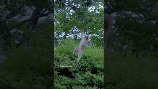 Monkey Dances On The Electric Pole And Doing Pushups On Electric Pole #shorts #shortvideo #monkey