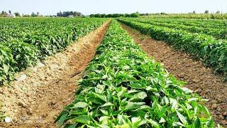 Awesome jalapeno pepper cultivation.  Jalapeno pepper farm and harvest 