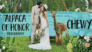 Alpacas In Weddings! Does It Get Any Cuter!? | FairyTail Pet Care