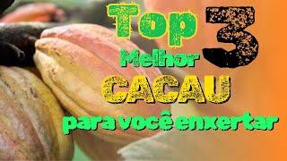 3 Melhores clones de cacau, para você enxertar na sua lavoura